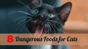 'the highest list 8 of cat food you should not eat-top list food for cats'