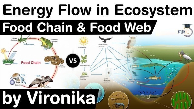 'Energy Flow in an Ecosystem - Concept of Food Chain and Food Web explained #UPSC #IAS'