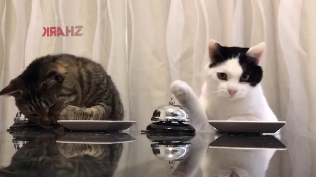 'Boujee Cats Ring a bell for food (Funny Voiceover)'