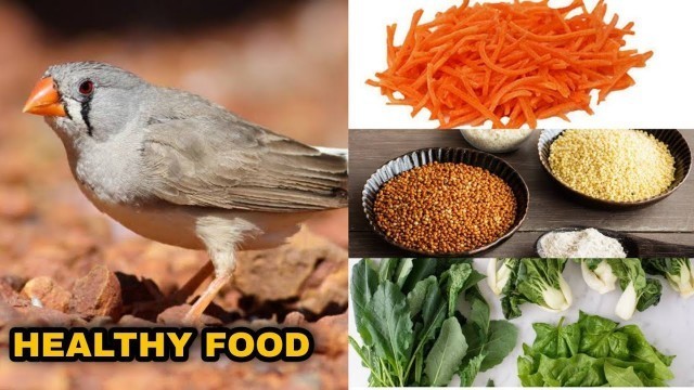 'FINCHES HEALTHY FOOD LIST || TAMIL || WE LOVE BIRDS'