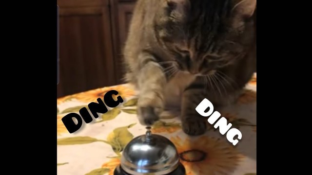 'Gatto suona il campanello per chiedere i croccantini - Cat rings bell to ask for food'