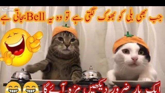 'Cats Ring bell when they want  Food | New video 2018'