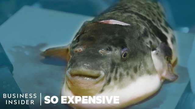 'Why Puffer Fish Is So Expensive | So Expensive'