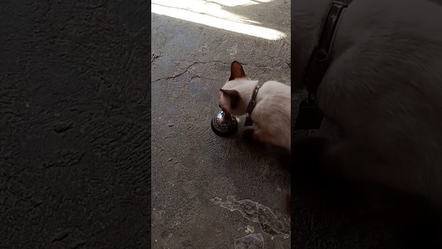 'my siamese cat HERBIE ring the bell to get his food..'