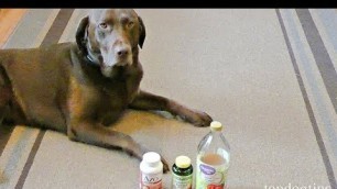 'How to Make Dog UTI Home Remedy (Budget-friendly)'