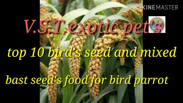 'Top10 bird\'s bast seed and mixed seed list food'