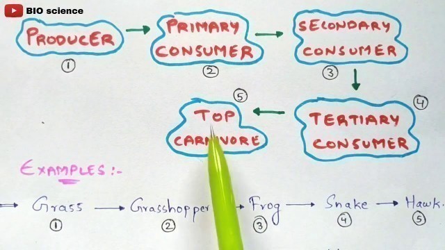 'Food chain in Eco system | Types of food chain | Bio science'