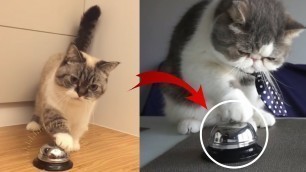 'CAT RINGS BELL FOR FOOD - Cat Videos Compilation'