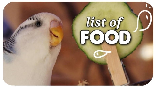 'list of bird food | fruits, veggies, herbs, greens, seeds'