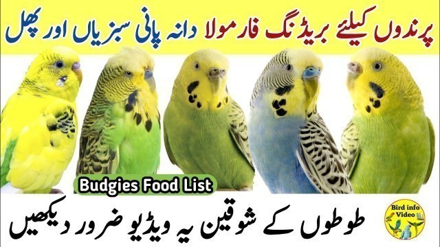 'Australian parrots food list in winter | Soft food for budgies in winter | Birds Breeding Formula'