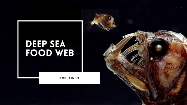 'Exploring the Deep Sea Food Web'