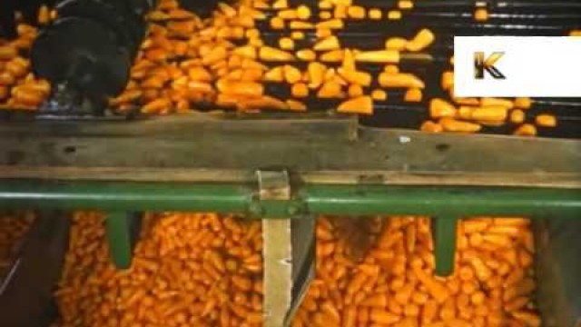 '1960s UK Vegetable Canning, Tinned Food, Factory'