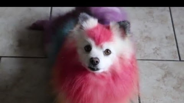 'DIY/ FOOD COLORING MY OWN DOG!! RAINBOW'