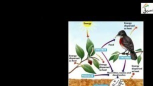 'Energy Flow in Food chain, Biology Lecture | Sabaq.pk |'