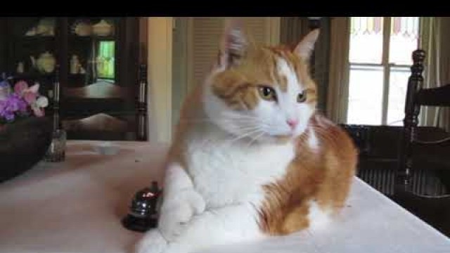 'Cooper the cat rings bell for treats! Part 1'