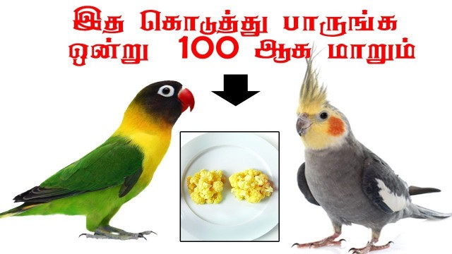 'african love birds cockatiel quick breeding food list in Tamil'