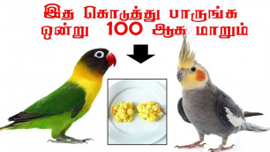 'african love birds cockatiel quick breeding food list in Tamil'