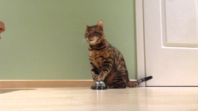 'Mystic the bengal - Cat rings service bell for treats'