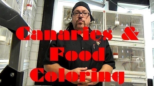 'Canaries & Food Coloring | Henry\'s Bird Room Tips & DIY Info for Bird Breeders'