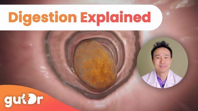 'How Does Food Turn Into Poo? | The GutDr Explains (3D Gut Animation)'