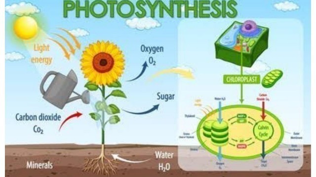 'Nutrition - Food supplying system (part- 4) # photosynthesis # 10th Biology syllabus.'