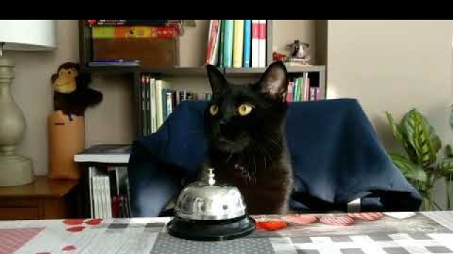 'Mr Wilson the funny cat rings the bell for food!'