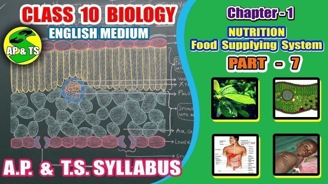 'Nutrition – Food Supplying System (Part-7) || Chlorophyll & Photosynthesis | Photosynthesis Site ||'