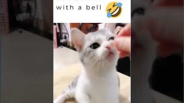 'cat asks for food with a bell Try