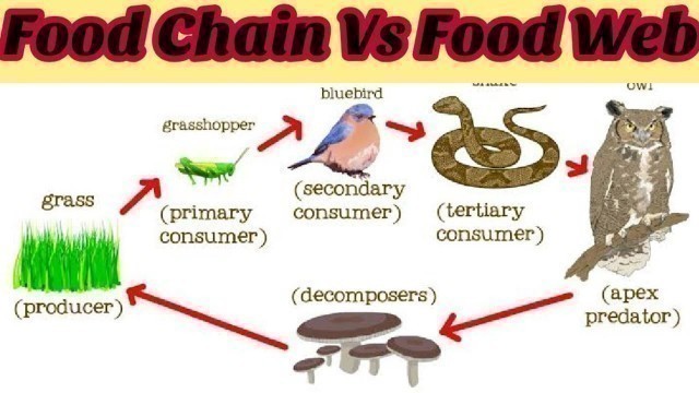 'Food Chain and Food web | Biology 12th | Chapter 25 - Lecture 4'