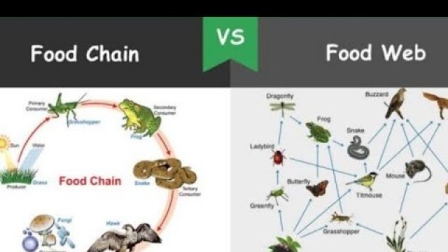 'FOOD CHAIN/FOOD WEB/ENERGY FLOW/TROPHIC LEVEL/EXAMPLES OF FOOD CHAIN AND FOOD WEB-AQUATIC, GRASSLAND'