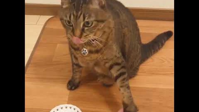 'Cat Rings Dinner Bell for Food( Hilarious!!)'