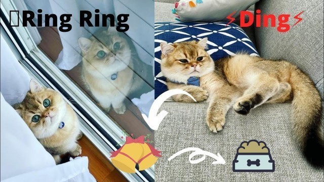 'Waiter! Bring Me food! | Cat ring the bell for food | Cat And bell | Cat ring bell for treat #shorts'