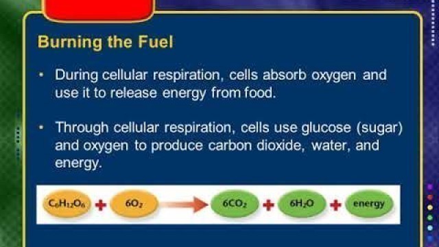 'General Ecology and Population Part 1 Content Food Chains, Food Webs Energy Flow'