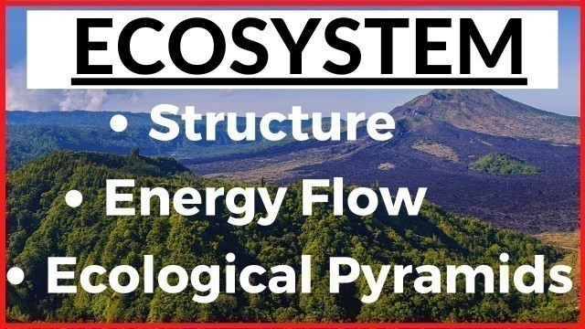 'Understanding Structure Function of Ecosystem Energy Flow Food Web Food Chain Ecological Pyramids'