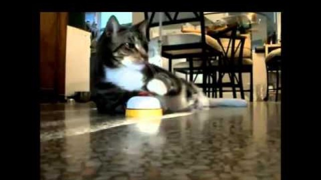 'Cat rings service bell and eats her meal'