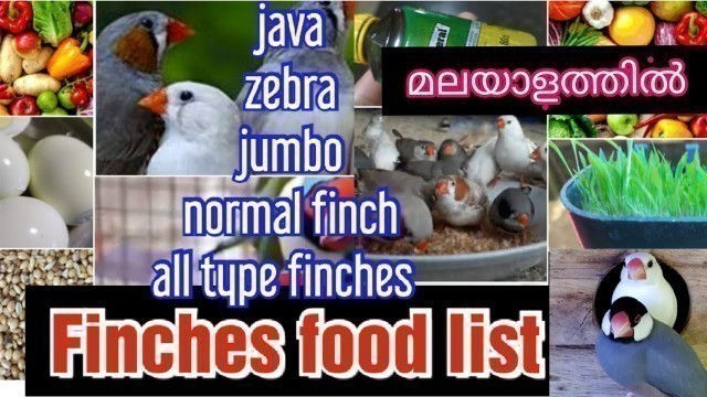 'Finches food list /malayalam'