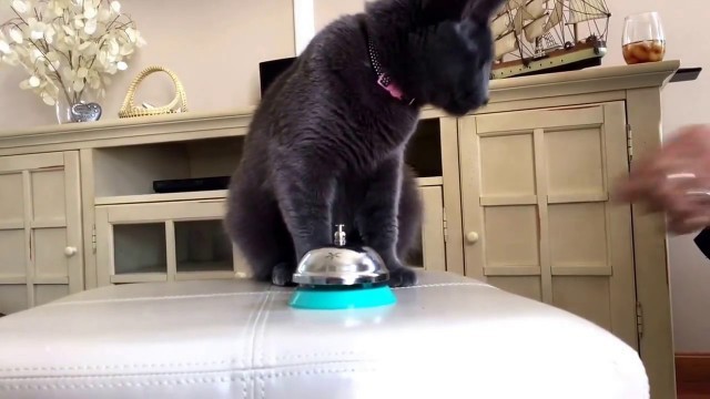 'Cat rings bell for a treat'