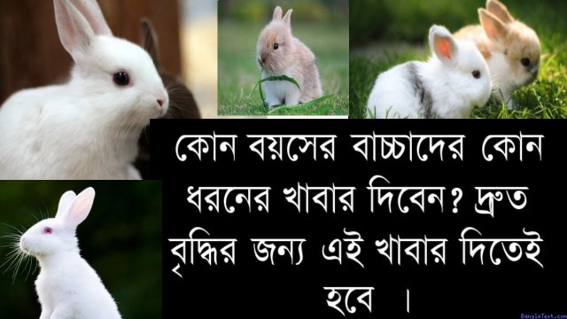 'Rabbit food list. What to feed the baby rabbit. Bangla Video 2021।#rabbit'