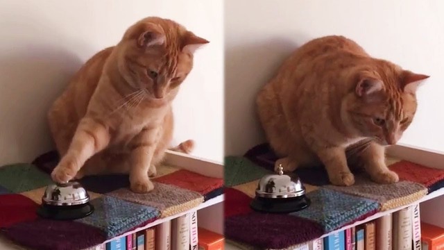 'Cute Cat Rings Bell For Treats'