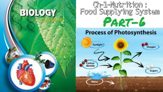 'Chapter-1-Nutrition: Food Supplying System | Part-4 | Class-10th | SSC (TS) | Success Studies'