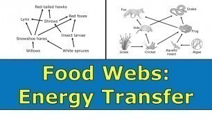 'Food Webs: Energy Transfer Overview'