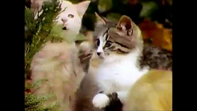 'Friskies Cat Food TV Commercial HD'