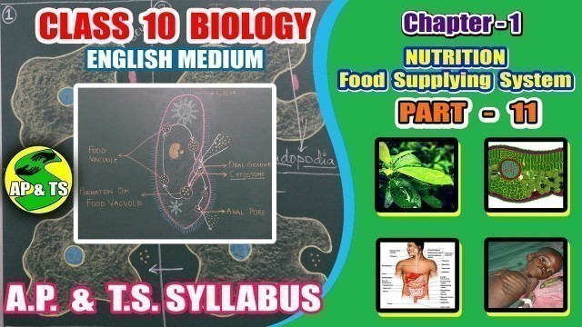 'Nutrition – Food Supplying System (Part-11) || Nutrition in Amoeba and Paramoecium ||'