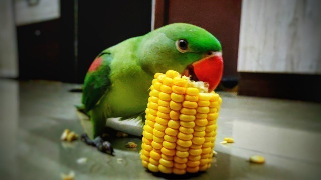 '6 Months Old Alexandrine Baby Parrot Feeding||Corn!!'