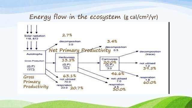 'FOOD CHAIN, FOOD WEB, ENERGY FLOW IN THE ECOSYSTEM / A LEVEL BIOLOGY / SB13U / GRADE 11 & 12 /'