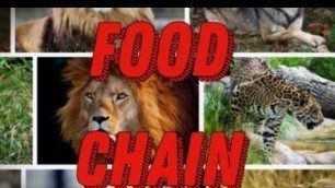 'What is Food Chain and Food Web? Who Eats Whom?'