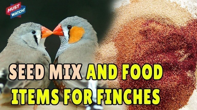 'SEED MIX AND FOOD LIST OF FINCHES | Zebra Finch Seed Mix | What to Feed Finches? Happy Budgies'