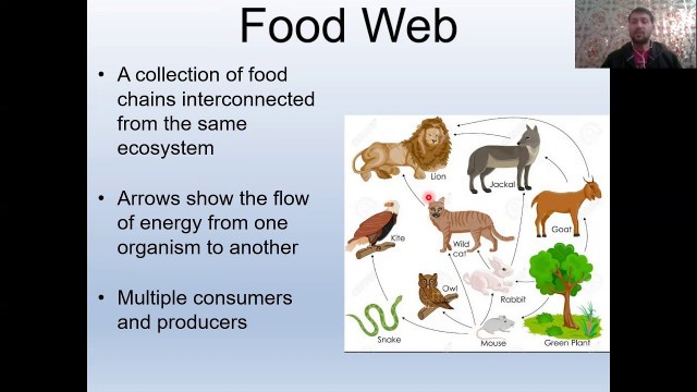 'Food Chains, Food Webs and Ecological Pyramids'