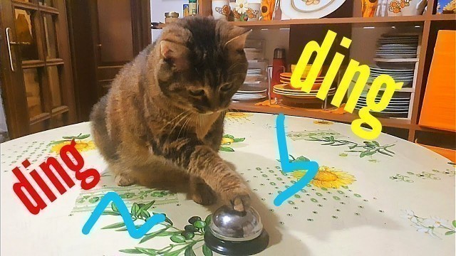 'Trained cat rings bell to ask for food - gatto suona il campanello per chiedere i croccantini'