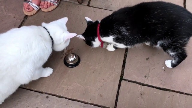 'Pavlov\'s Cat - Cat rings bell for food (Jun 2017)'